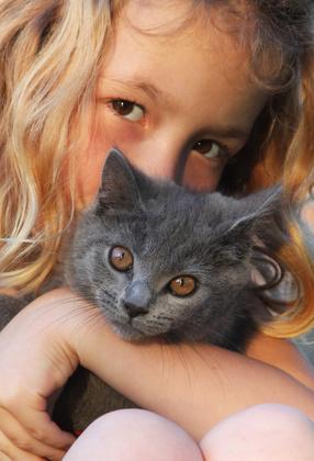Britische Kurzhaar Katzen können sich gut an den Lebensstil ihres Halters anpassen. Bild von Britisch Kurzhaar Katze mit Kind