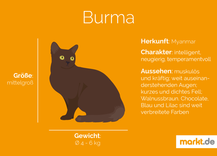 Burma Katze Charakter