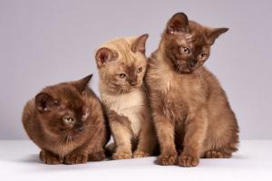 Burma-Katzen Trio