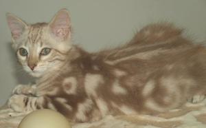 Bild Junge Cashmere Bengal Katze
