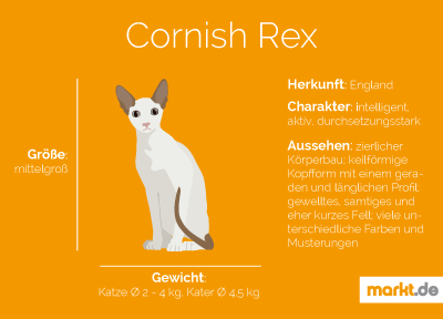 Grafik Rasseportrait Cornish Rex