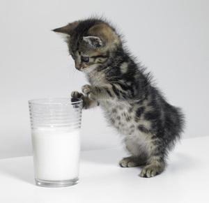Bild junge getigerte Cmyric ohne Schwanz aufgestellt auf einem Milchglas