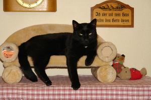 Katzensitter suchen und finden bei markt.de katzen, katzensitter