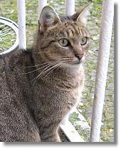 katzen