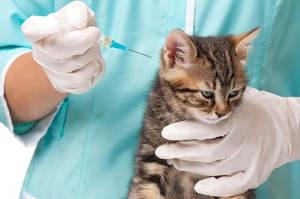 Appetitlosigkeit Katze durch Impfung