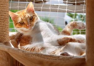 Katze auf Balkon mit Netz