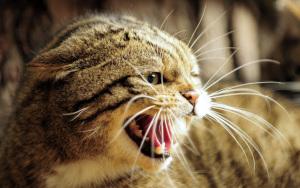 Aggressive Katze beißt