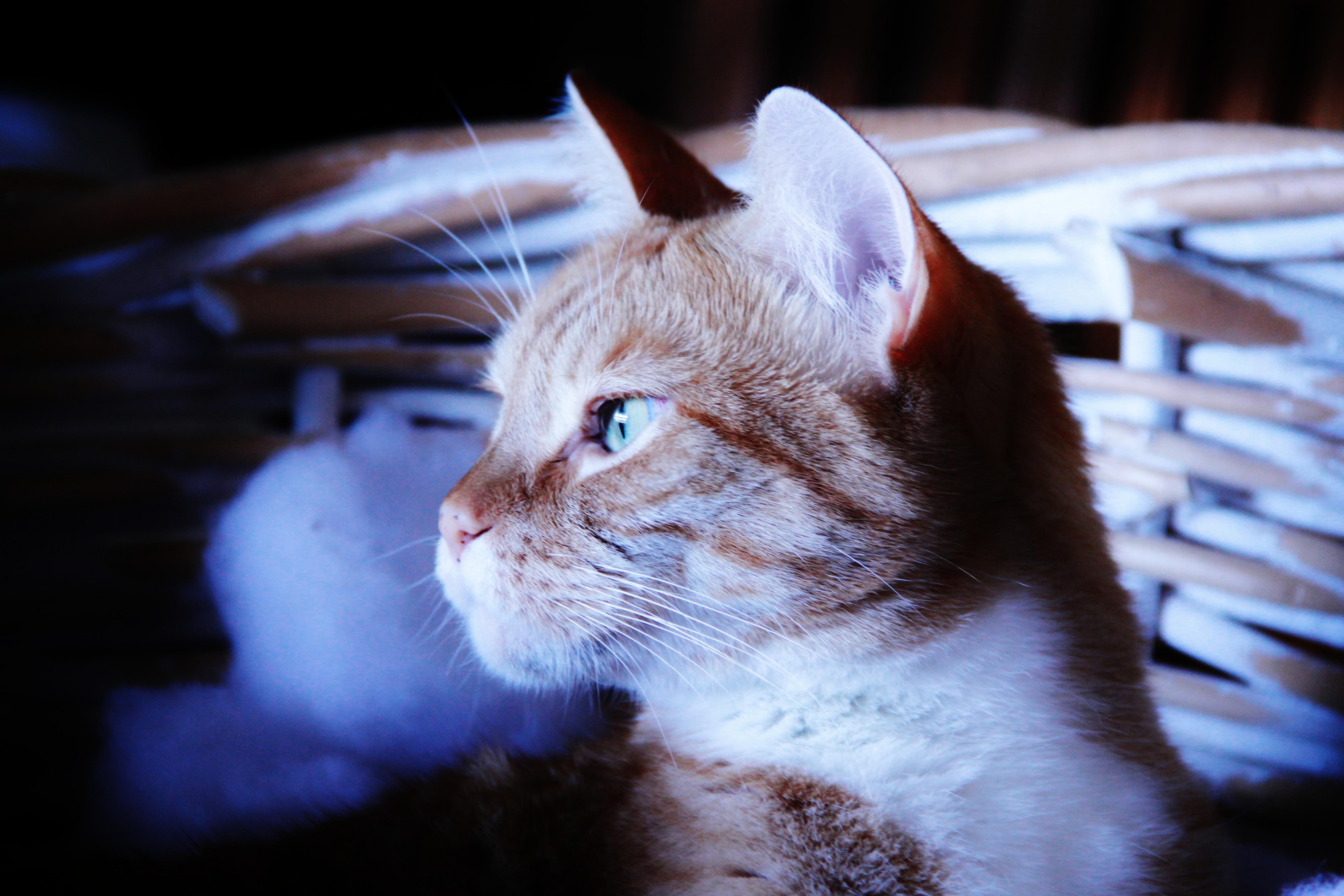 Katze raubt nachts ihren Besitzern den Schlaf durch Türkratzen