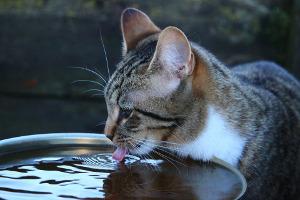 Katze trinkt aus Eimer