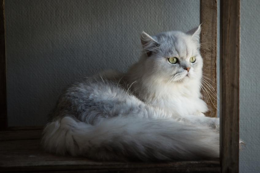 Perser Katze liegt an einem Fenster