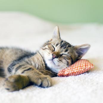 Zufriedene Katze Katzen schläft