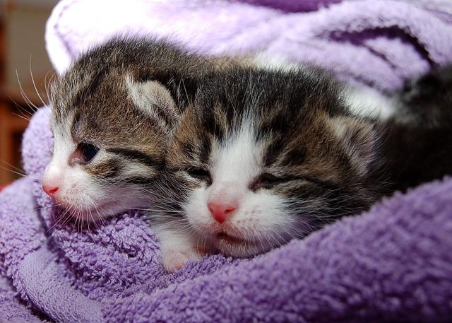 Katzenbabies Katzenbabies eingewickelt