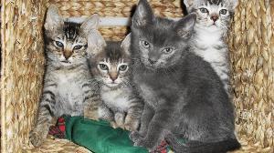 Vier scheue Katzen Bild Vier Katzen im Korb