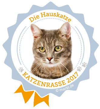 Die Ergebnisse unserer Umfrage zur Katzenrasse des Jahres. Bild Katzenrasse des Jahres