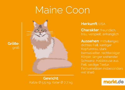 Grafik Maine Coon Portrait