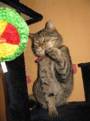 katzen