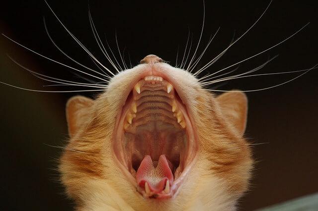 Katze mit offenem Mund