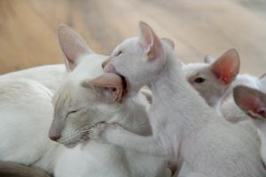 Kitten beißt Katzenmutter