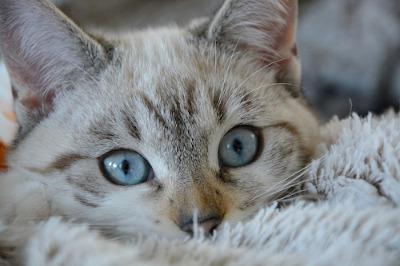 Kätzchen mit blauen Augen