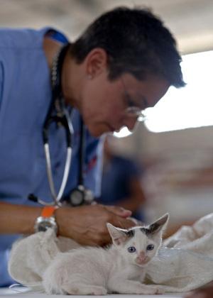 Kitten beim Tierarzt
