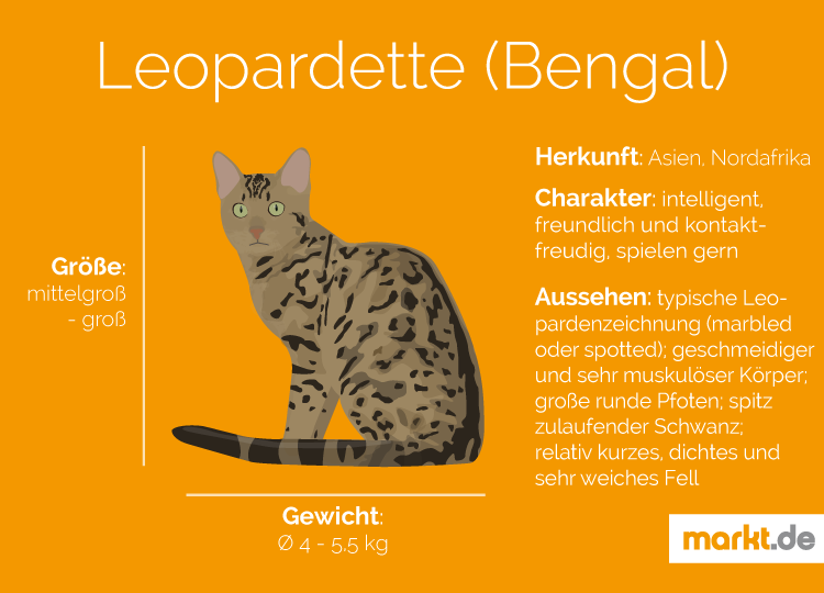 Leopardette Charakter Aussehen Und Geschichte Marktde