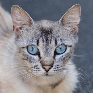 Ojos Azules Katze