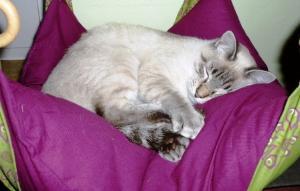 katzen