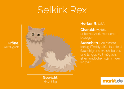 Selkirk Rex Portrait