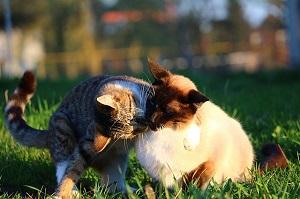 Siamkatze beim Spiel mit einer anderen Katze