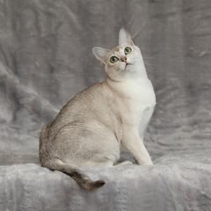 Tiffanie / Burma Katze
