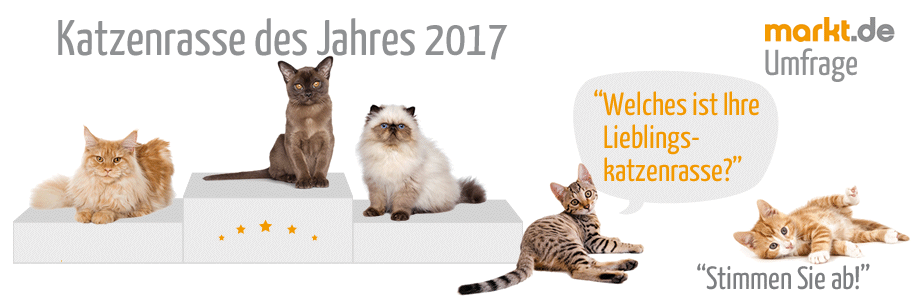 Welche Katzenrasse ist die beliebteste? Bild Umfrage beliebteste Katzenrasse