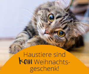 Haustiere sind kein Weihnachtsgeschenk