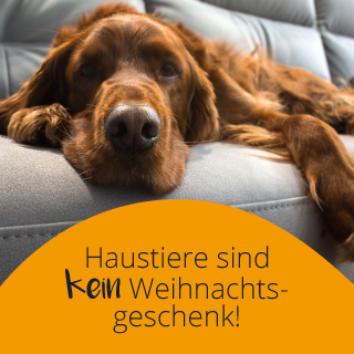 Haustiere sind kein Weihnachtsgeschenk