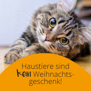 Haustiere sind kein Weihnachtsgeschenk