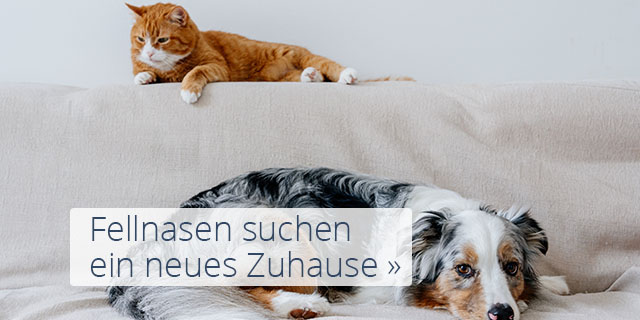 Hund und Katze liegen auf dem Sofa