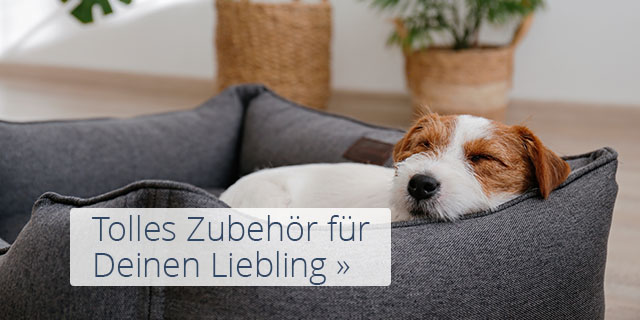 Jack Russell Terrier