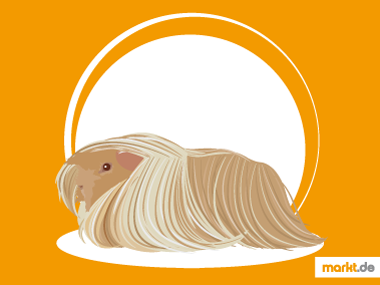 Grafik Peruaner Meerschweinchen