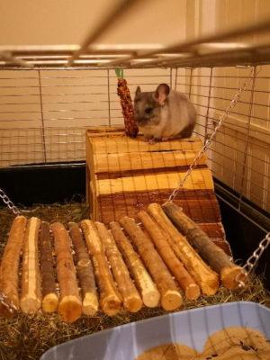 Chinchillas werden schnell dick. Chinchilla in Käfig