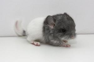 Chinchillas sind schnell geschlechtsreif. Chinchilla Jungtier Schecke