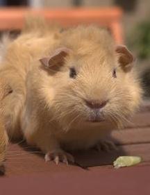 Die Haut der Tiere ist hell bzw. rosa. Meerschweinchen in Creme