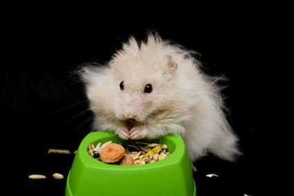 Hamster essen