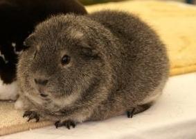 Die Deckfarbe ist weiß. Silberagouti