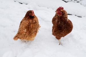 Zwei Hühner im Schnee