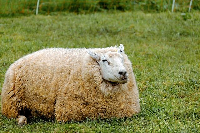 Dickwolliges Schaf auf der Weide