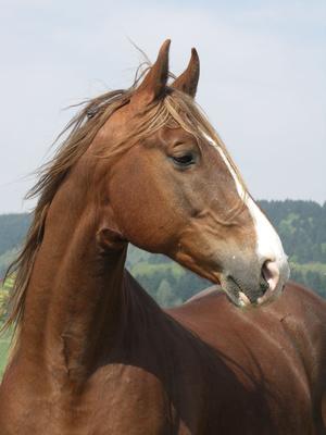 American Saddlebread Pferd / Pferdenamen