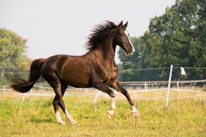 American Saddlebred Horse braun