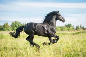 Bild schwarzes Pferd galoppierend auf einer Wiese