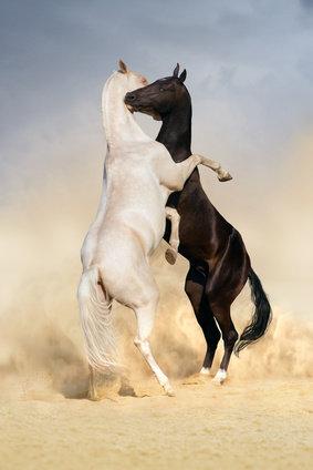 Bild Pferdekampf, ein schwarzes und ein weißes Pferd auf Sand