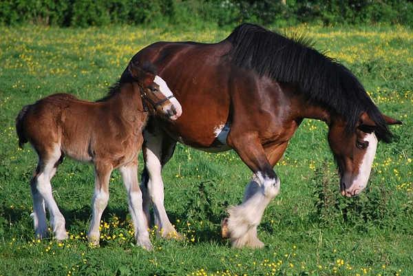 Die schottischen Kaltblüter werden zwischen 163 cm und 193 cm groß. Clydesdale mit Fohlen