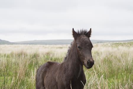 Dunkelbrauens Dartmoor Pony in der freien Wildnis